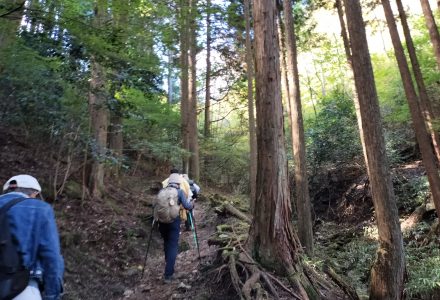 ⑦　飯道山登山道　中腹